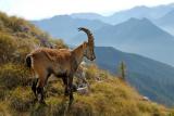Alpensteinbock-(Capra-ibex)-Saeuling-3.10-PS.jpg