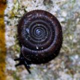 134428995RiemenschneckeHelicodonta_obvoluta2025-09-03NSGStawaA-PS.jpg