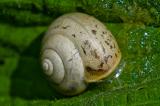 Genabelte-Strauchschnecke-_Fruticicola-fruticum_-_002_-PS-2.jpg