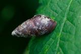 .96410899Berg-Turmschnecke-Ena-montana_AIC_2024-07-06-PS.jpg