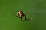 135930041GemeineBaldachinspinneLinyphia_triangularis2025-09-21NSGHaspelM-PS.jpg