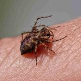 ___127060089-1Pracht-LuchsspinneOxyopes_ramosusM2025-07-13AIC-PS.jpg
