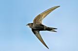 Mauersegler_P5131109-PS.jpg