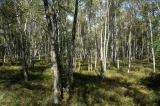 .-Rotes-Moor-Rhoen-Karpaten-Birke-_Betula-pubescens-ssp-PS.jpg