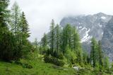 1-2-subalpiner-Wald-Kaisertal-ca-1600m-Lechtaler-Alpen.jpg