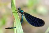 1-Blaufluegel-Prachtlibelle-Calopteryx-virgo-PS.jpg