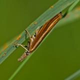 102610113Gestreifter-GraszuenslerAgriphila-tristellaAIC20240822-PS-2.jpg