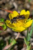 114681706Andrena-minutula-Gruppe2025-04-19LkrAic-PS.jpg
