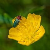 115713249GlaenzenderBluetenprachtkaeferAnthaxia_nitidula2025-04-28NSGKissH-PS.jpg