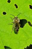 116423618Hahnenfuss-ScherenbieneChelostoma_florisomne20250592AIC-PS.jpg