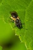 116424409Andrena-minutula-Gruppe20250502AIC-PS.jpg