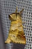 116435321Kleiner-RaufussspinnerClostera_pigra20250592NSGStadtwA-PS-2.jpg
