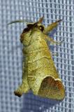 116435872Erpelschwanz-RaufussspinnerClostera_curtula20250592NSGStadtwA-PS.jpg