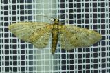 116437141Eichen-BluetenspannerEupithecia_abbreviata20250592NSGStadtwA-PS.jpg