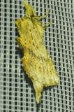 116440975-1Palpen-ZahnspinnerPterostoma_palpina20250592NSGStadtwA-PS.jpg