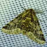 116445012_Schwarzfuehler-DickleibspannerLycia_hirtaria2025002NSGStadtwA-PS.jpg