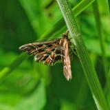 117194751_BuchstabenzuenslerDiasemia_reticularis2025-05-10BGL-PS.jpg