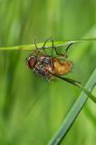 118070556Phaonia-subventa2025-05-14AMandicho-PS.jpg