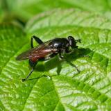 118086147Rote-Holzmulm-SchwebfliegeBrachypalpoides-lentusM2025-05-14AIC-PS.jpg