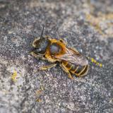 118120389GoldeneSchneckenhausbieneOsmia-aurulenta2025-05-15AIC-PS.jpg