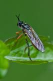 118121658Hoecker-HabichtsfliegeDioctria-rufipes2025-05-15AIC-PS-2.jpg