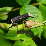 118347438Grosser-BreitruesslerPlatyrhinus-resinosus2025-05-20AIC-PS.jpg