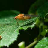118350841Dryope-flaveola2025-05-19NSGHaspelM.jpg