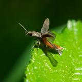 118382963RotbauchigerLaubschnellkaeferAthous-haemorrhoidalis2025-05-19NSGHaspelM-PS.jpg