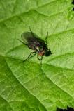 118449217Dolichopus-ungulatus2025-05-19NSGKissH-PS.jpg
