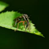 119064279Hoecker-HabichtsfliegeDioctria-rufipesWBeute2025-05-24AIC-PS.jpg