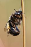 121794211RotbuerstigePelzbieneAnthophora-retusaW2025-06-12Mittel-Sylt-Duenen-u--Heide-PS-2.jpg
