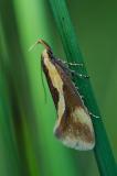 131786280Braungelbe_FaulholzmotteHarpella_forficella2025-08-12NSGHapM-PS.jpg