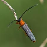 133283586Weiden-LinienbockOberea_oculata2025-08-24NSGStadrwA-PS.jpg