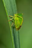 134228170BueffelzirpeStictocephala-bisonia2025-08-29AIC-PS.jpg