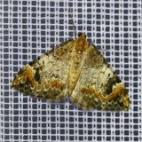 134420704Moendchenflecken-BindenspannerDysstroma_truncata2025-09-03NSGStawaA-PS.jpg