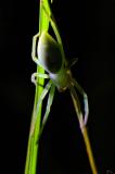 134425249GrueneHuschspinneMicrommata_virescens2025-09-03NSGStawaA-PS.jpg