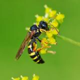134433201Gorytes_quinquecinctus2025-09-03AIC-PS.jpg