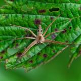 134471041ListspinnePisaura_mirabilis2025-09-03NSGKissH-PS.jpg