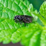 13464287Dunkelfluegelige_HaarmueckeDilophus_febrilisWW-PS-5.jpg
