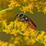 134648098Riesen-BlutbieneSphecodes_albilabris2025-09-06AIC-PS.jpg