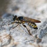 134669391Fransen-MordfliegeChoerades_fimbriataM2025-09-06AIC-PS.jpg