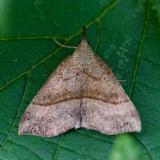 135522555Nessel-SchnabeleuleHypena_proboscidalis2025-09-17LkrA-PS.jpg