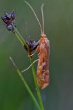 135925674Mond-KoecherfliegeLimnephilus_lunatus2025-09-21AIC-PS.jpg