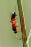 135927027Gambrus_carnifexW2025-09-21AIC-PS.jpg
