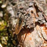 135929828Schwarzhaar-Raubfliege-Tolmerus_atricapillusM2025-09-21NSGHaspM-PS.jpg