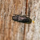 136631931VierpunktigerKiefernprachtkaeferAnthaxia_quadripunctata2025-07-18NSGKissH-PS.jpg