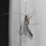 148239550Schild_SchlupfwespeOphion_scutellaris2026-04-17NSGKissH-PS.jpg