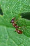 148395741Rotgelbe_Knotenameise_Myrmica_rubra2026-04-20AStadtbergen-PS.jpg