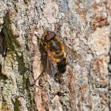 148396954Schwarze_BienenschwebfliegeEristalis_similisM2026-04-20AStadtbergen-PS.jpg