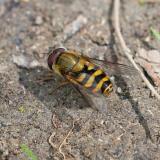 148401491Syrphus_torvusM2026-04-20AStadtbergen-PS.jpg